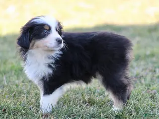Australian Shepherd dogs for sale: Rosie - Ad 2