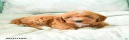 Miniature Poodle dogs for sale: Marcus - Ad 3