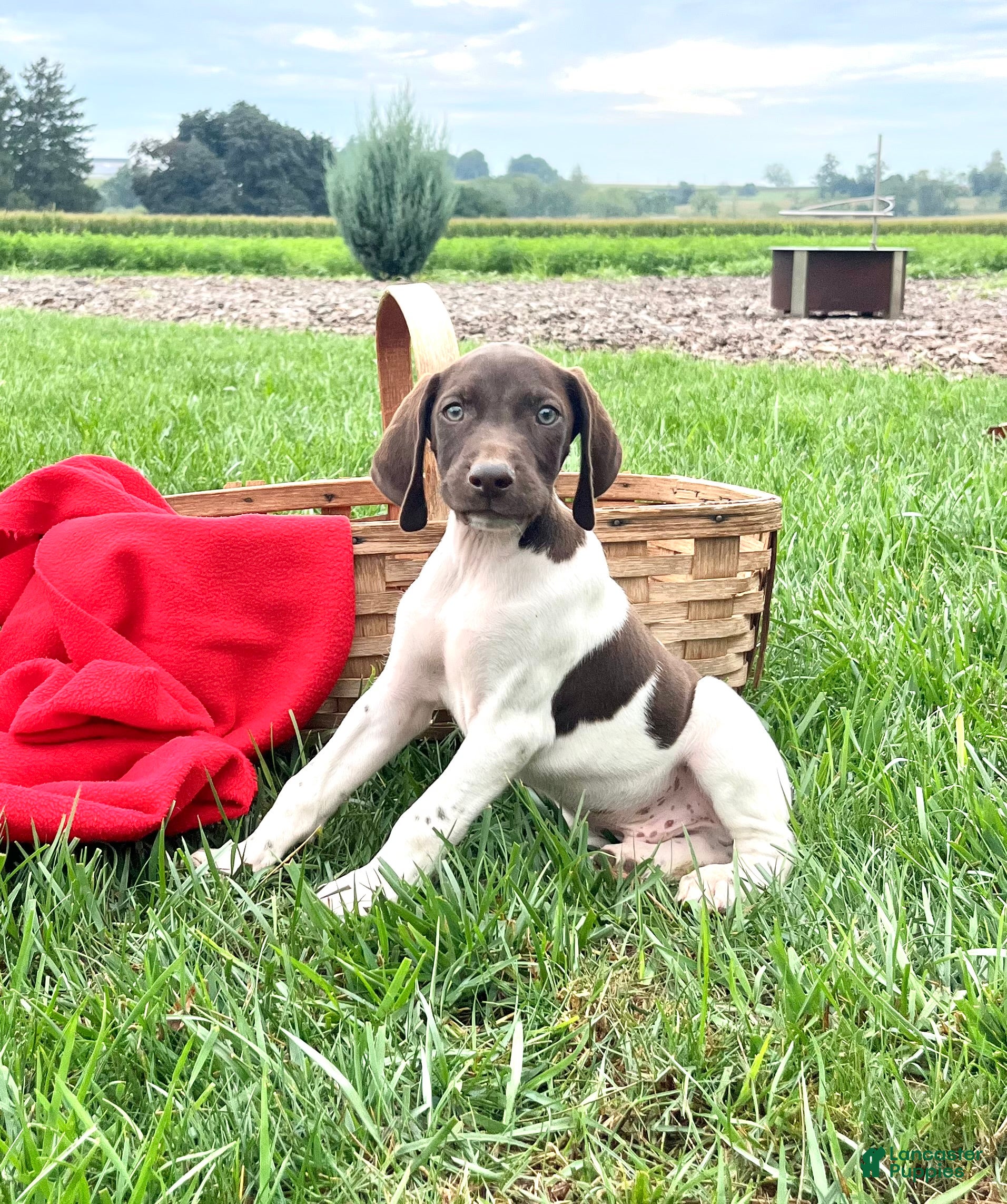 German Shorthaired Pointer dogs Raven❤️Akc registered🐾 text or call - Ad 1