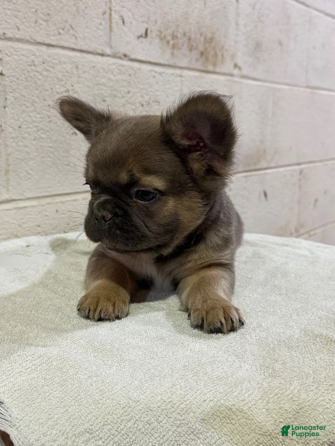 French Bulldog dogs for sale: Lilly - Ad 2