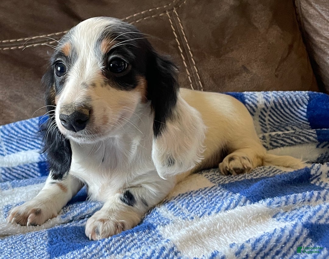 Cream Dachshund Puppies Black And White Piebald Long Haired