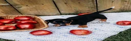 Miniature Dachshund dogs for sale: DNA Clear Black & Tan Piebald Smooth Coat Dachshund Puppy - Ad 9