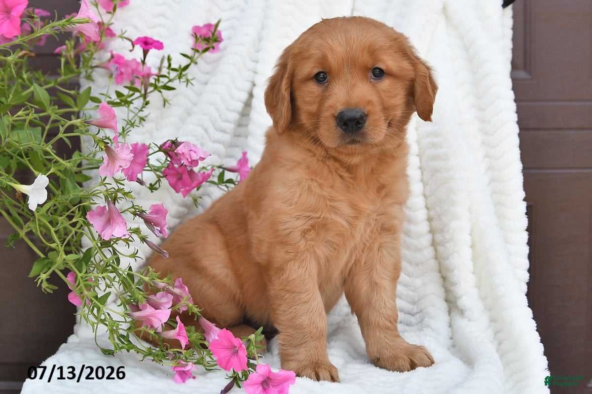 Golden Retriever dogs Coco - Ad 1