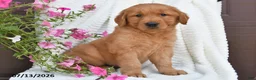 Golden Retriever dogs for sale: Coco - Ad 1