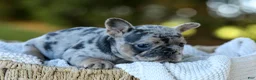 French Bulldog dogs for sale: Darla - Blue Merle - Ad 7
