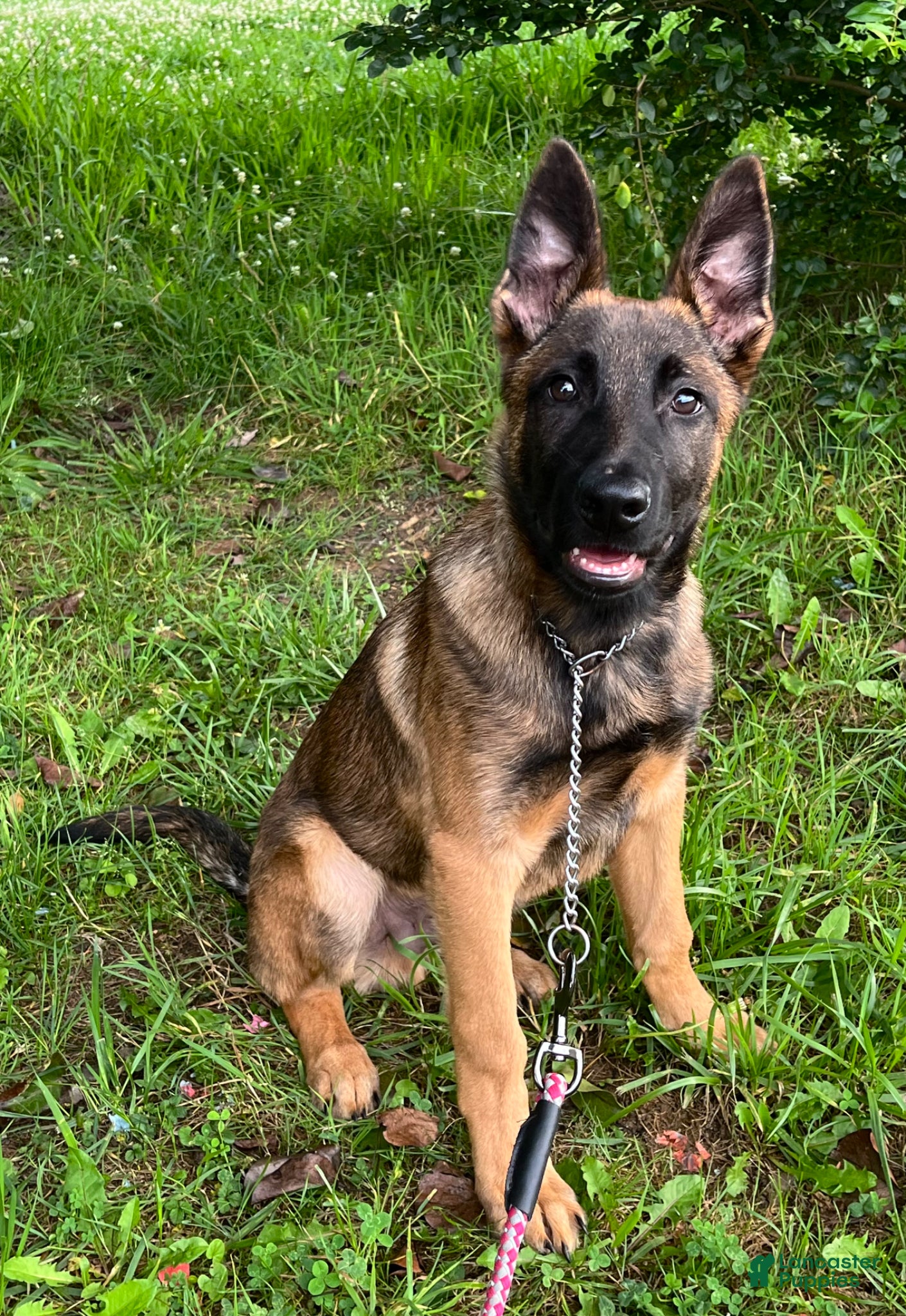 Mixed Breed dogs for sale: Mixed Breed Puppy 1 - Ad 4