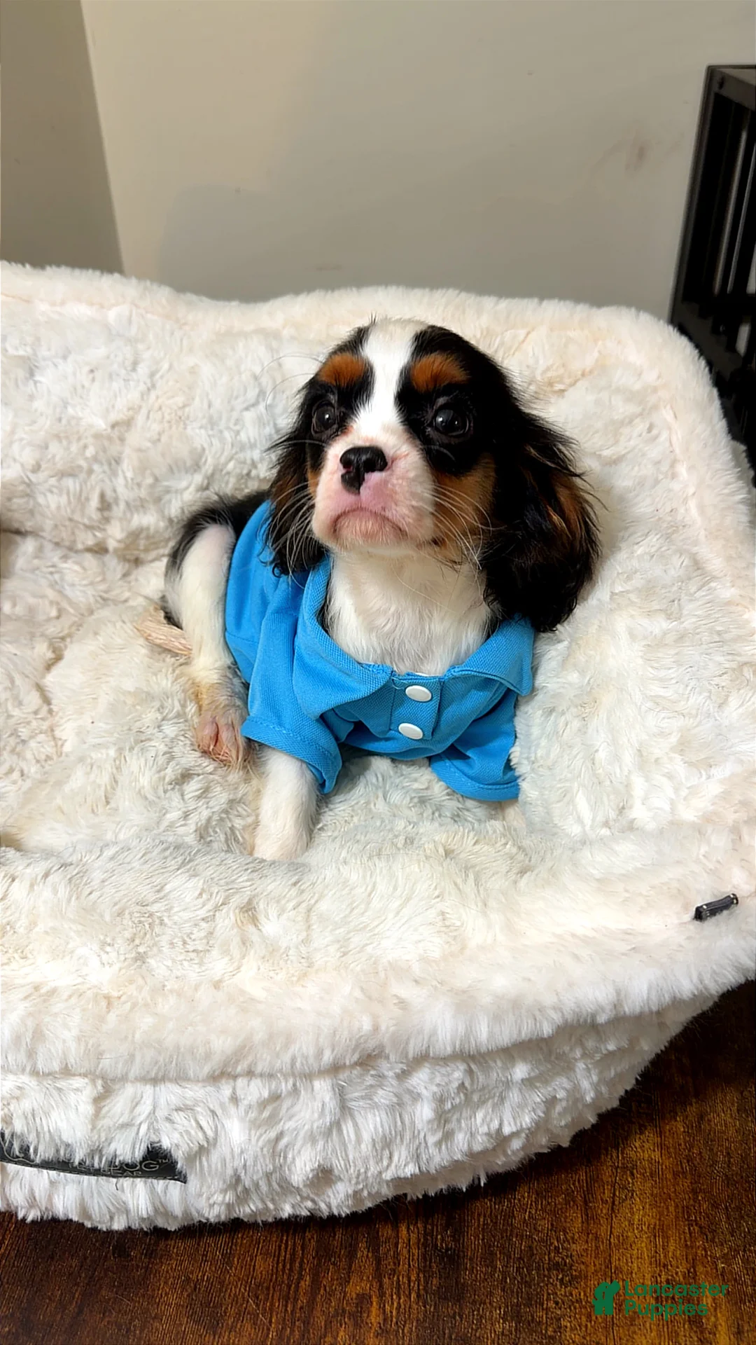 Cavalier King Charles Spaniel dogs for sale: Jellybean  - Ad 2