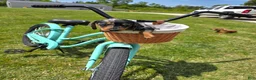 Miniature Dachshund dogs for sale: Miniature Dachshund Puppy 2 - Ad 3