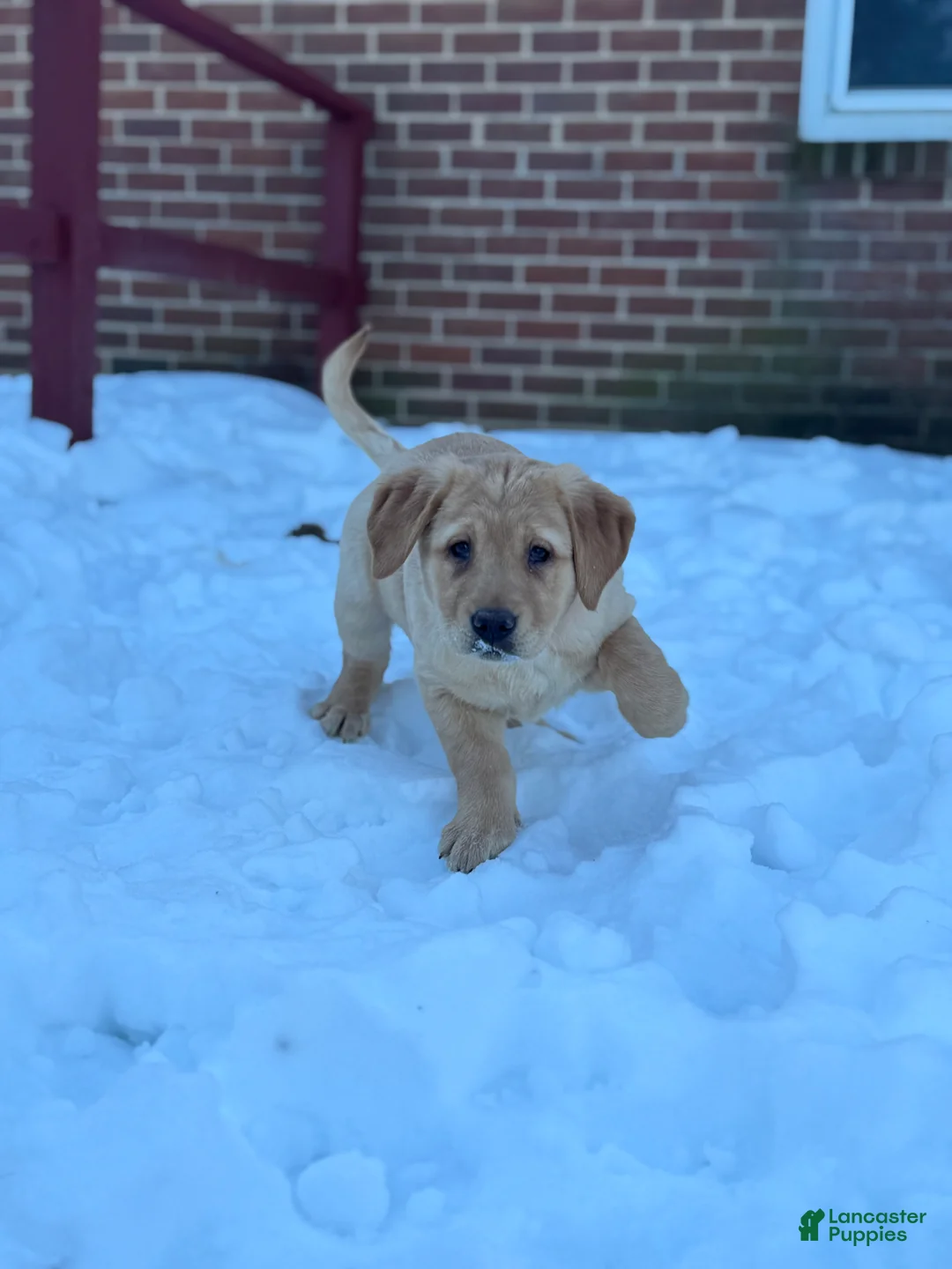 Goldador dogs for sale: Sadie - Ad 8