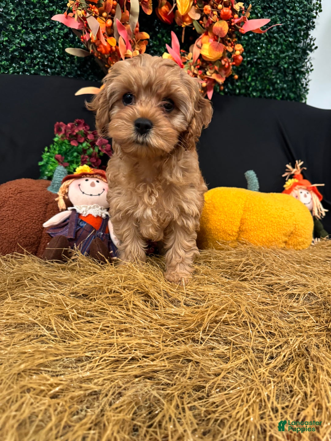 Cavapoo dogs for sale: Saffron  - Ad 1