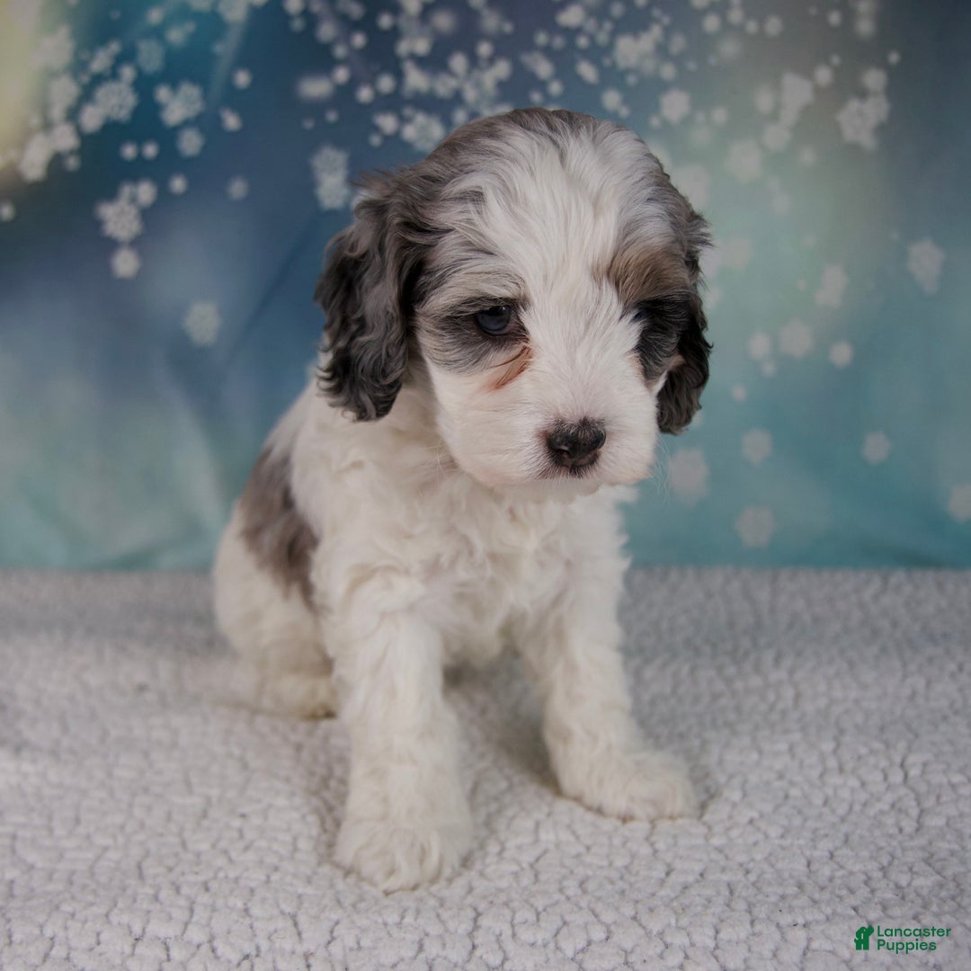 Cockapoo dogs for sale: Carla - Ad 6