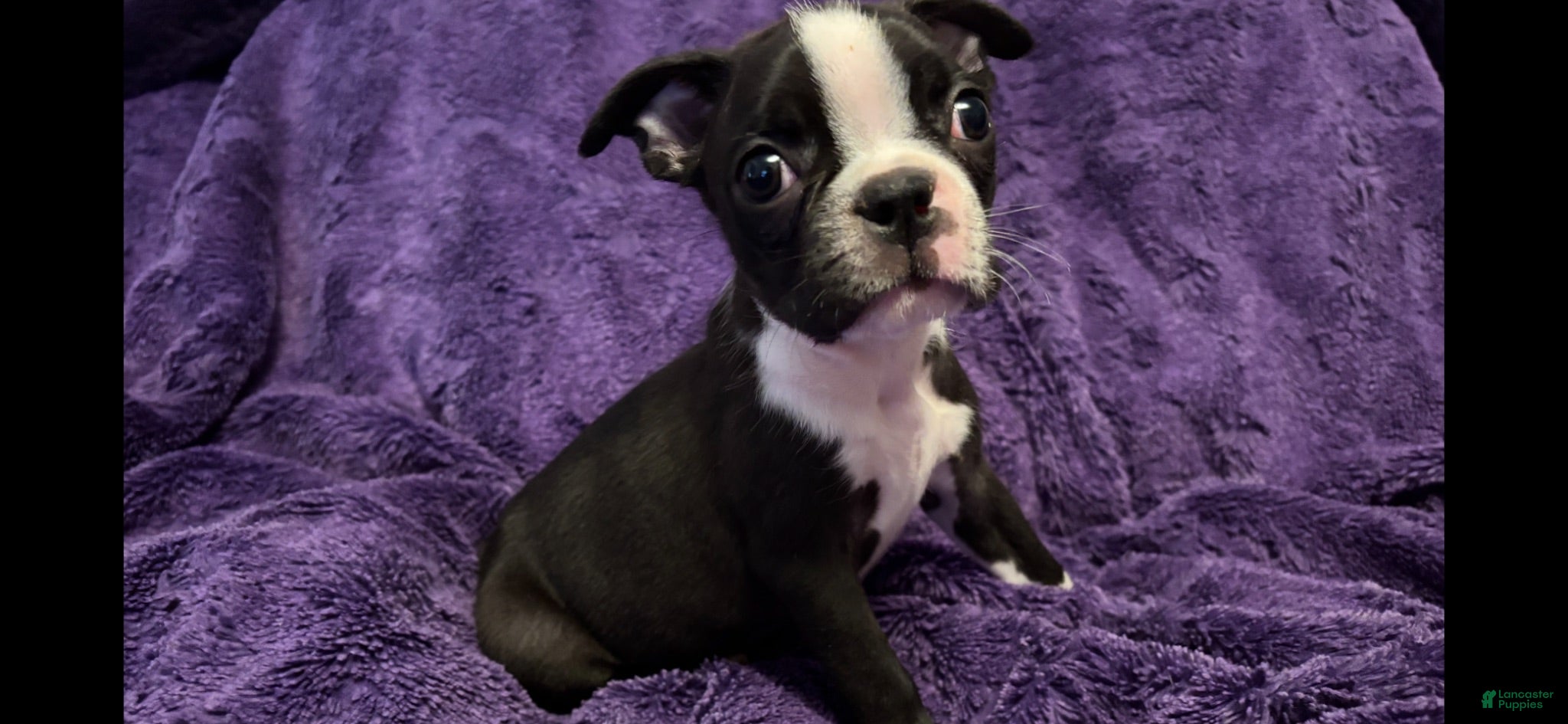 Boston Terrier dogs Roosevelt - Ad 1