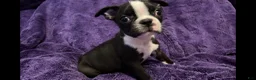 Boston Terrier dogs for sale: Roosevelt - Ad 1