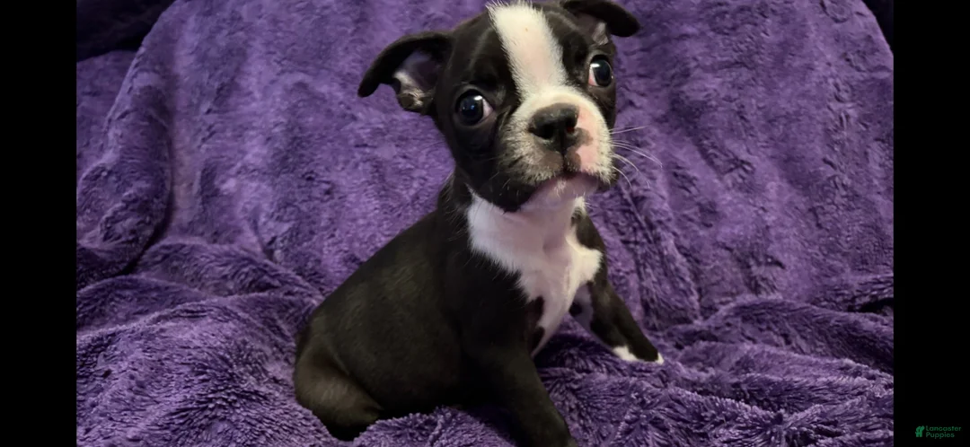 Boston Terrier dogs for sale: Roosevelt - Ad 1