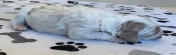 Labradoodle dogs for sale: Flower - Ad 10