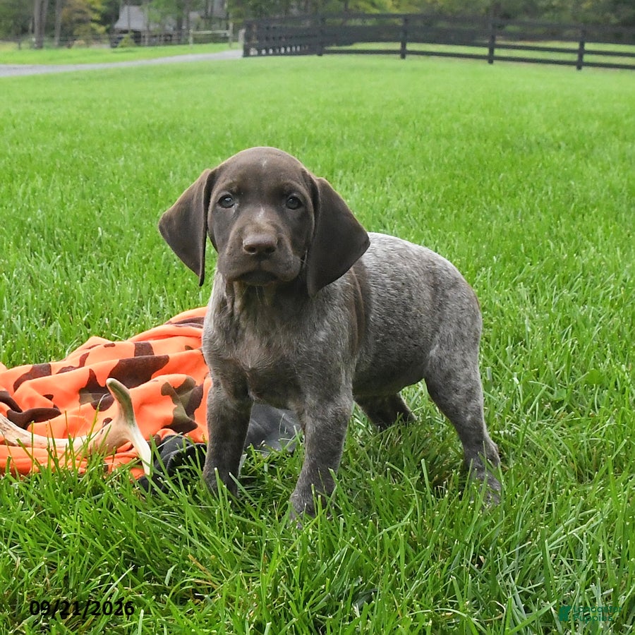 German Shorthaired Pointer dogs Serena  - Ad 2