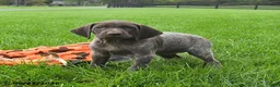 German Shorthaired Pointer dogs for sale: Serena  - Ad 2