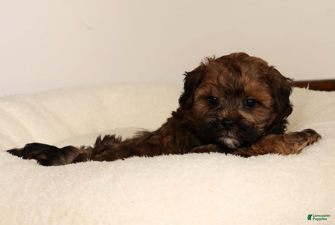 Shihpoo dogs for sale: Bear - Ad 9