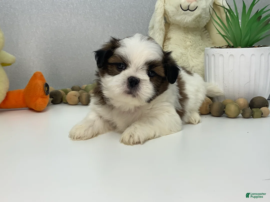 Shih Tzu dogs for sale: Jason  - Ad 1