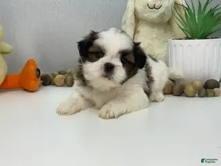 Shih Tzu dogs for sale: Jason - Ad 3