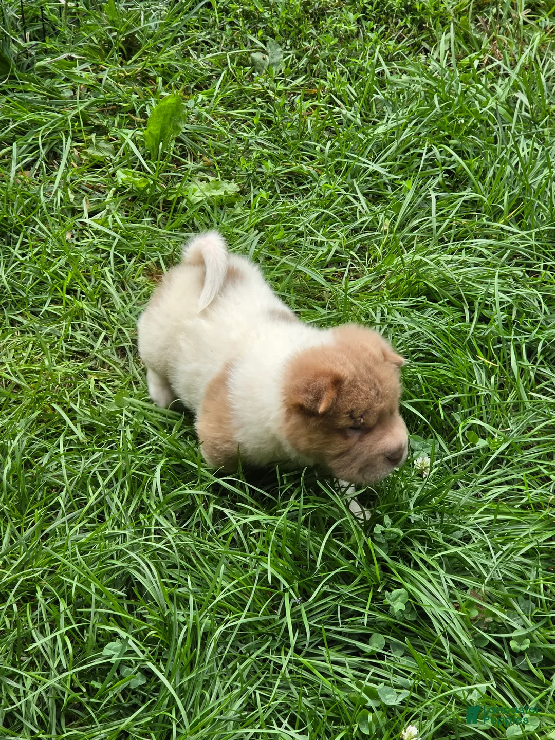 Shar Pei dogs for sale: Logan lilac bear coat mini - Ad 2