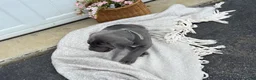 Cane Corso dogs for sale: Bianca - Ad 15