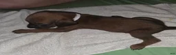 Redbone Coonhound dogs for sale: Redbone Coonhound 1(white/brown)) - Ad 10
