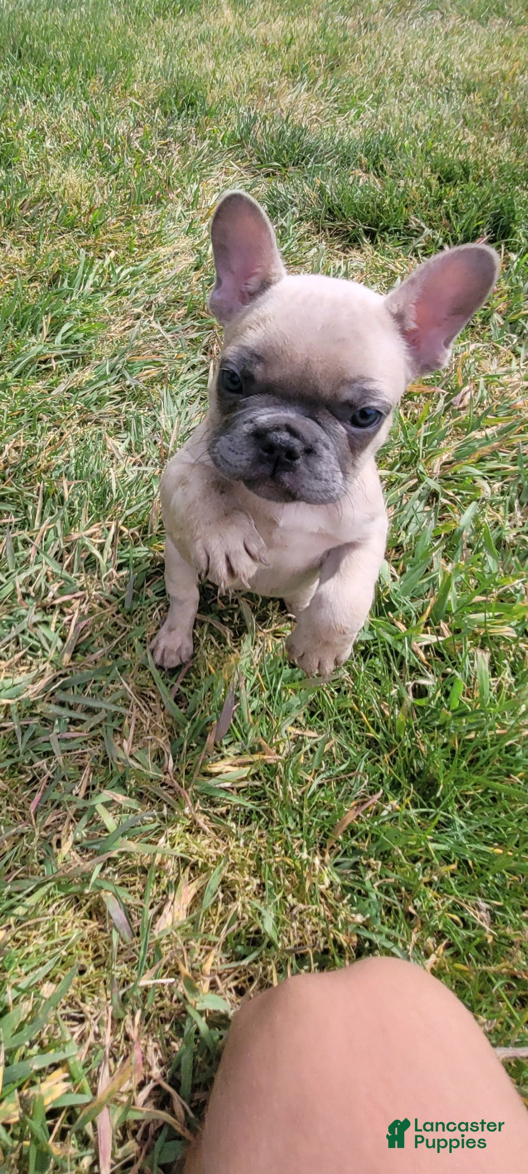 French Bulldog dogs Bruno, Puppy 1 - Ad 1