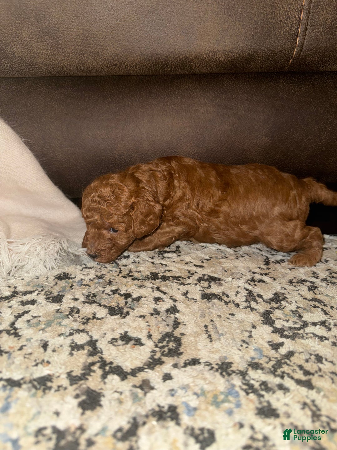 Miniature Poodle dogs for sale: Miniature Poodle Theo - Ad 3