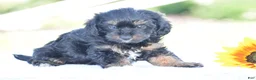 Yorkiepoo dogs for sale: Anya - Ad 2