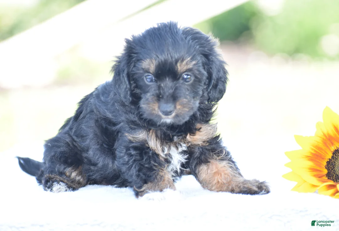 Yorkiepoo dogs for sale: Anya - Ad 2