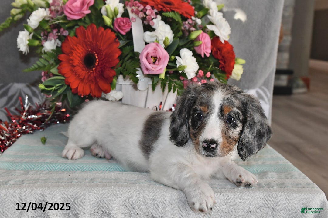Miniature Dachshund dogs for sale: Frankie - Ad 3