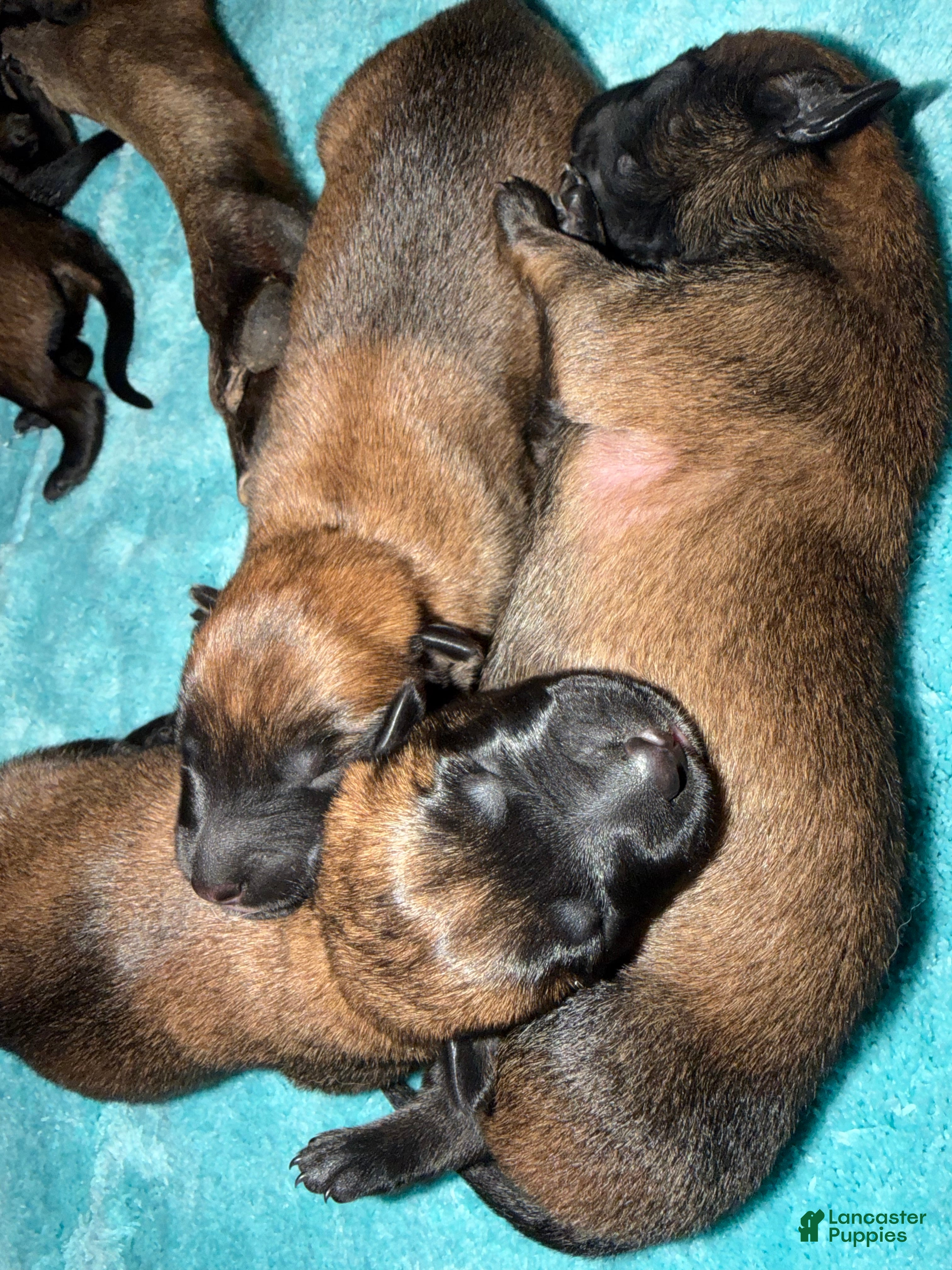 Belgian Malinois dogs Belgian Malinois 6 - Ad 21