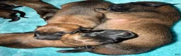Belgian Malinois dogs for sale: Belgian Malinois 6 - Ad 1