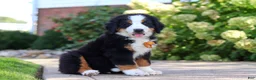 Bernese Mountain Dog dogs for sale: Milo - Ad 5
