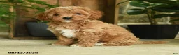 Cavapoo dogs for sale: Jasper - Ad 4