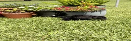 Mixed Breed dogs for sale: Trip - Ad 5