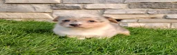 Welsh Corgi Pembroke dogs for sale: Welsh Corgi Pembroke 2 - Ad 2