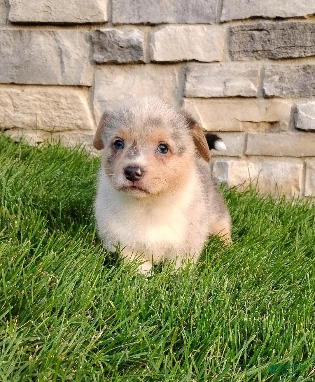 Welsh Corgi Pembroke dogs for sale: Welsh Corgi Pembroke 2 - Ad 2
