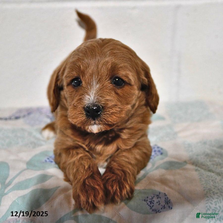 Cavapoo dogs Cookie - Ad 1