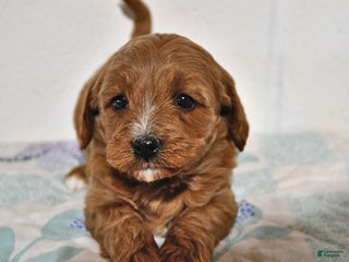 Cavapoo dogs Cookie - Ad 1