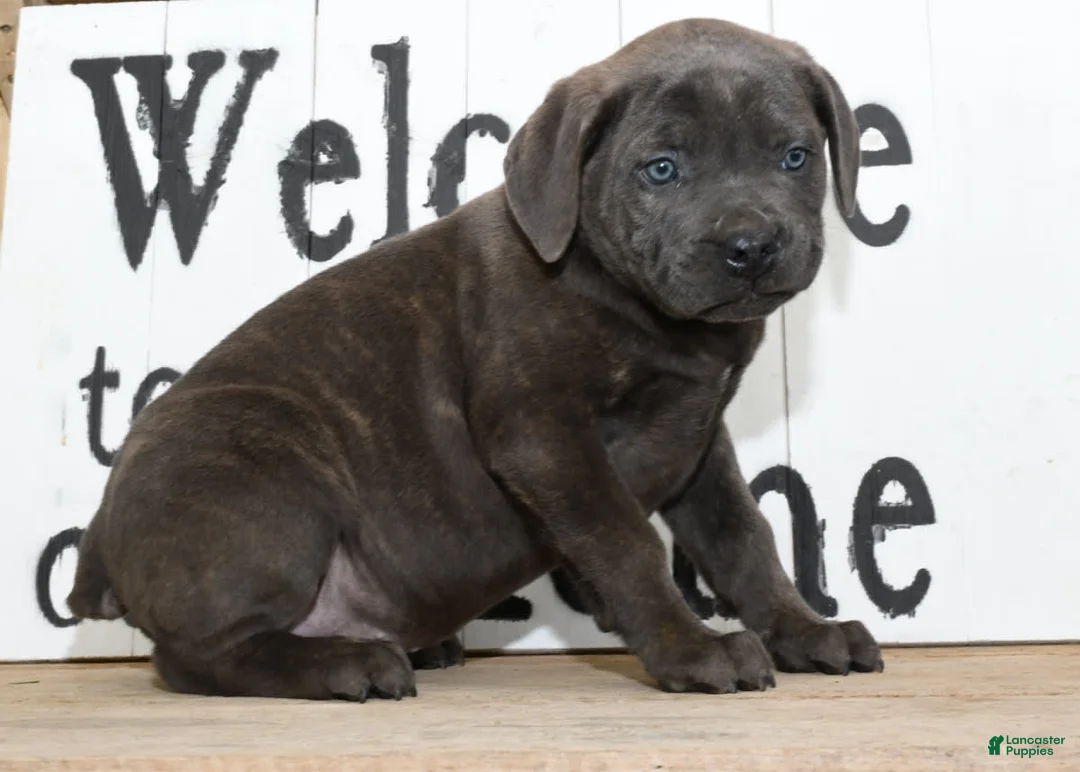 Gallery Image {{count}}