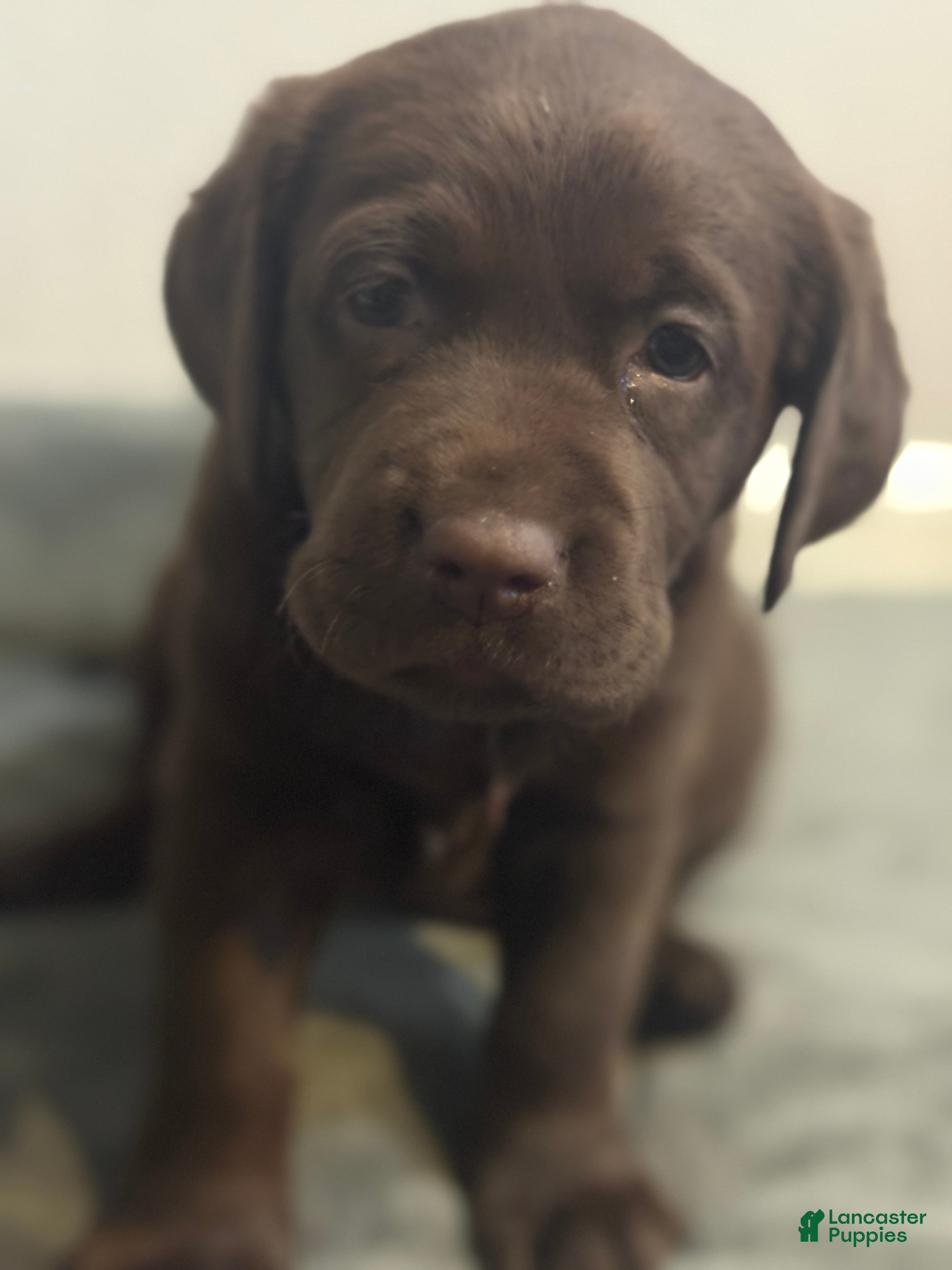 Labrador Retriever dogs Belle - Ad 8