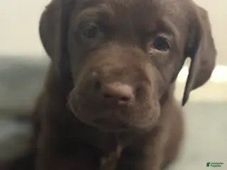 Labrador Retriever dogs Belle - Ad 8