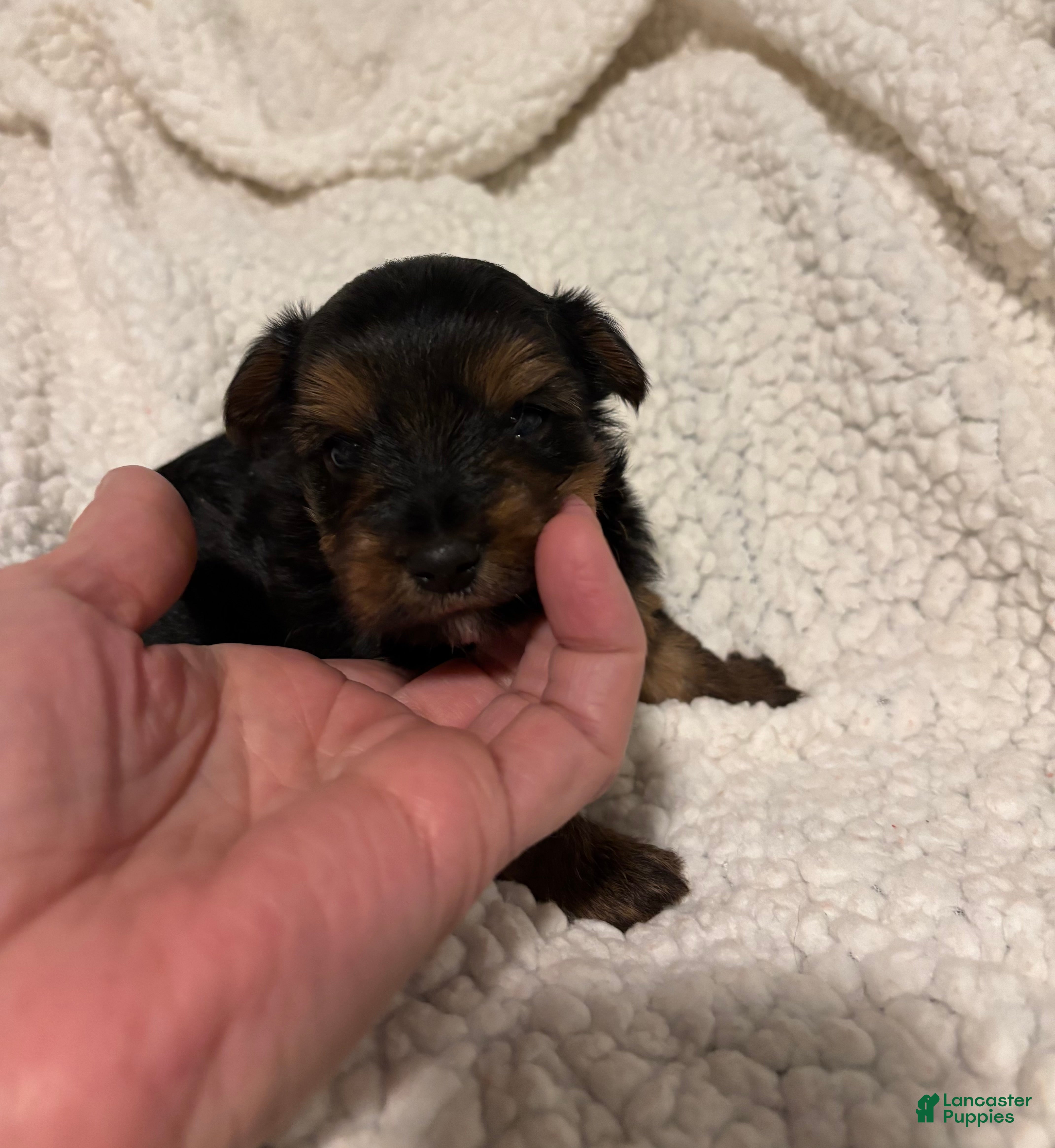Yorkiepoo dogs Yorkiepoo Puppy 4 - Ad 24