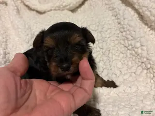 Yorkiepoo dogs Yorkiepoo Puppy 4 - Ad 41