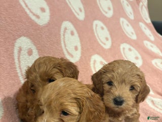 Mixed Breed dogs Mini goldendoodles - Ad 17
