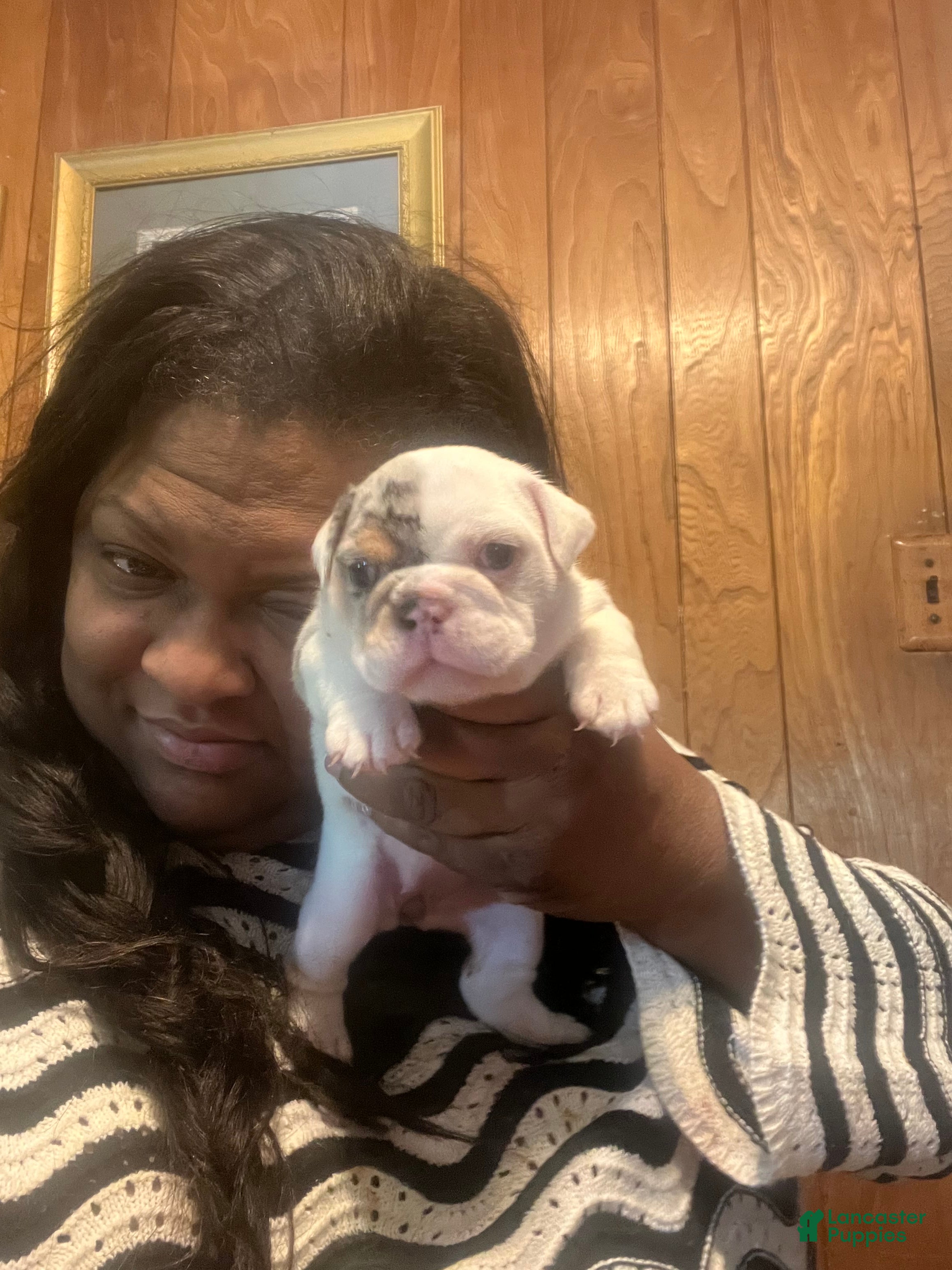 English Bulldog dogs English Bulldog Puppy 1 - Ad 1