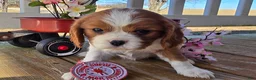 Cavalier King Charles Spaniel dogs for sale: Darla - Ad 5