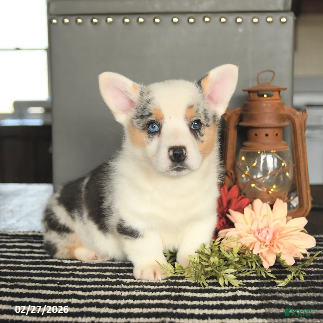 Welsh Corgi Pembroke dogs for sale: Chase - Ad 1